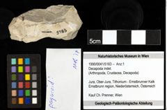 Foto (Objekt + Etiketten) von Decapoda indet. 